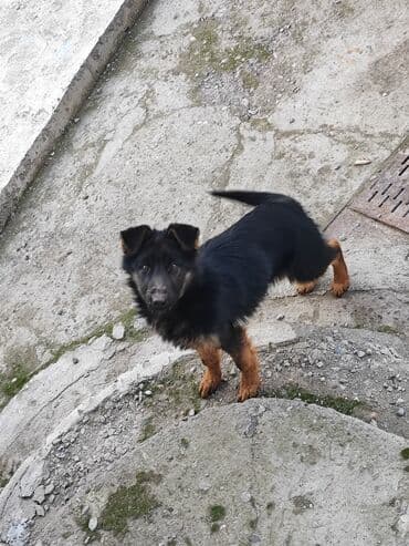 кучук бишкек: Немис овчаркасы, 4 айлык, Ургаачы, Эмделген — 1