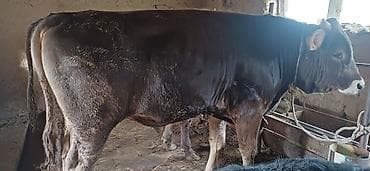 кормовая соль для животных: Продаю | Бык (самец) | Полукровка | На откорм | Осеменитель — 1