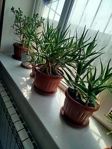 прокол земли: Продаю :Алоэ в горшках (суккуленты) - Вид: алоэ/алоэ гибридное с — 1