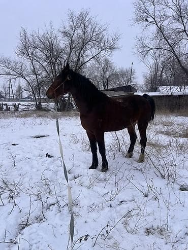 продаются собаки: Продаю | Жеребец | Полукровка | Для разведения | Племенные — 6