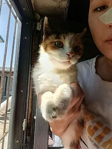 Добрая кошечка ищет хозяина ответственного доброго и любящего at lalafo.kg Добрая кошечка ищет хозяина ответственного доброго и любящего