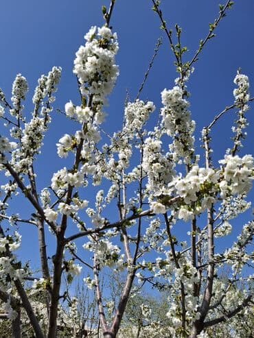 продаю пасеку: Удобства для дома и сада, Бесплатная доставка — 7