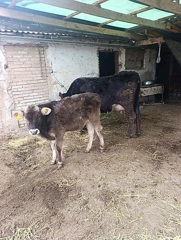 корова с телёнком: Продаю | Корова (самка) | Для молока | После отела — 5