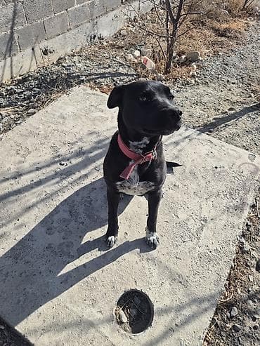 Иттер: Ит бекер берилет: Питбуль, 8 айлык, Эркек, Эмделген — 3