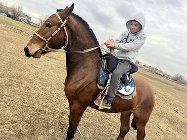 конный шлем: Продаю | Жеребец | Рабочий — 2