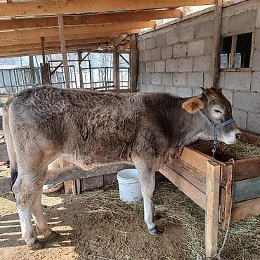 продаю быки: Продаю | Музоо, торпок | На откорм | Привязанные — 4