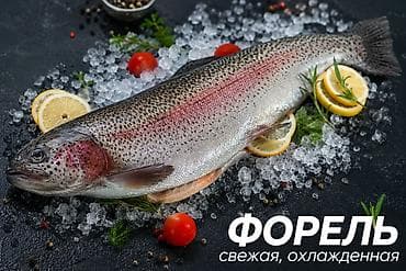 янтарная форель: Продается форель живая и не живая. только оптом. Торг — 3