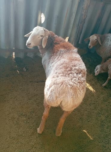 Иттер: Сатам | Ургаачы кой (ургаачы) | Көбөйтүү үчүн | Токту — 1