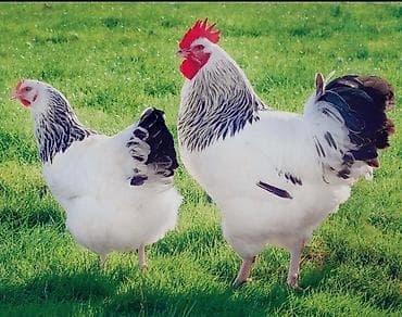 Продаю | Куры | Кохинхин | Для разведения