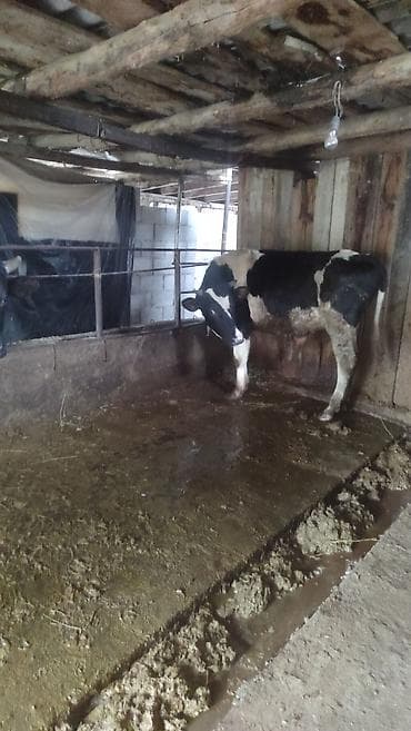 вызов ветеринара на дом бишкек: Продаю | Тёлка | Голштин | Для разведения | Племенные — 4