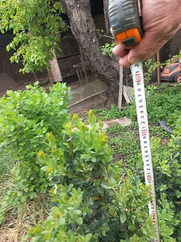 садовое: Самшит (Buxus sempervirens) — саженцы и сформированные кусты для живых — 7