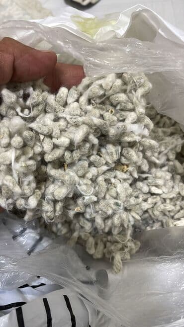 цена пшеницы в бишкеке 2022: #Чигит# семена хлопка. Отгрузка и оплата на весах в Казахстане Шымкент — 3