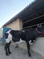 продам домик для кошки: Продаю | Корова (самка) | Алатауская | Для разведения | Искусственник — 3