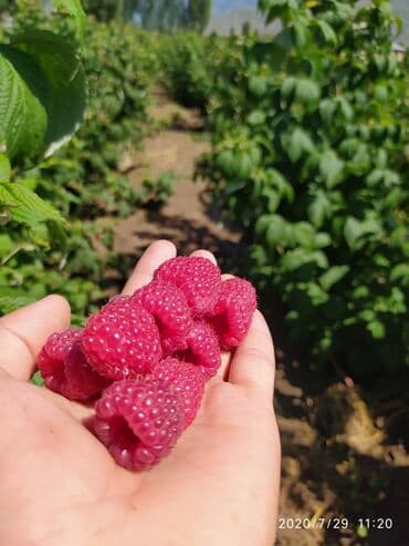 печь для отопления дома бишкек: Малинанын кочоттору сатылат!!! Сорт: Полька(ремонтантная). Кочоттор — 2