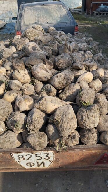 дом попугая: Кормовая свёкла в корнеплодах - Урожай с поля, крупные корнеплоды — 1