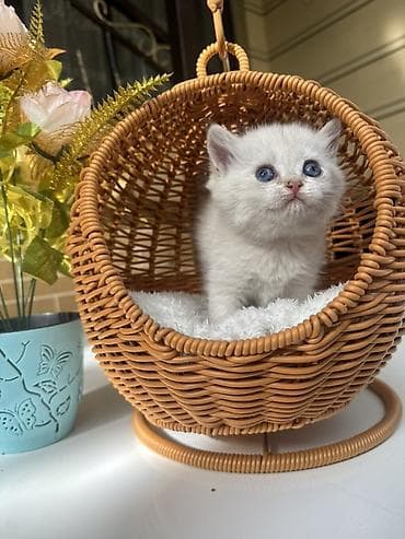 кошка шотланка: Скотиш Страйт (Шотландская прямоухая), 1 месяц, Девочка, Золотая шиншилла, Приучена к лотку, Проглистована, С документами — 9