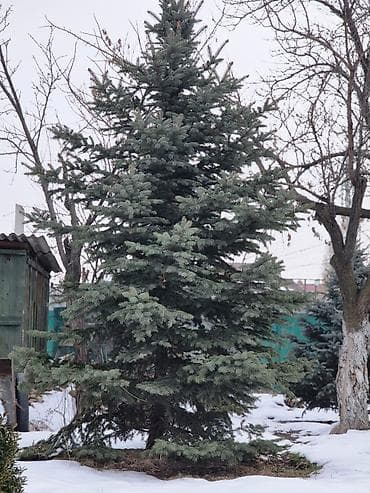 крымская сосна купить: Ели для озеленения участка - Породные хвойные деревья с плотной — 10
