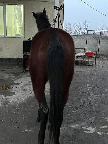 конный: Продаю | Жеребенок | Полукровка | Конный спорт — 5