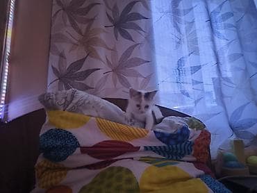 Мышыктар: 1 айлык, Ургаачы, Лотокко барууга үйрөтүлгөн, Курттардан тазаланган — 3
