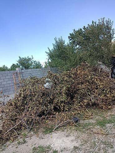 фруктовый дрова: Дрова Фруктовая древесина — 1