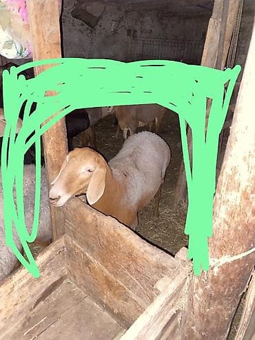 Продаю | Овца (самка) | Для разведения | Матка at lalafo.kg Продаю | Овца (самка) | Для разведения | Матка