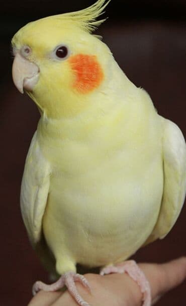 трафареты для рисования животных: Попугаи кареллы хорошо учатся говорить и приручаются к рукам. Так же — 18