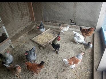 кел кел: Сокулук продаются домашние куры 13шт и один петух цена 400 — 1