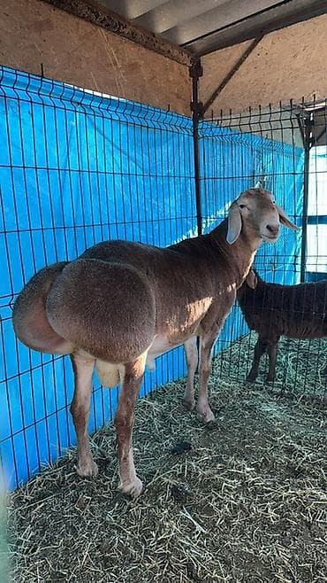 британская кошка цена бишкек: Продаю | Баран (самец) | Для разведения | Племенные — 2