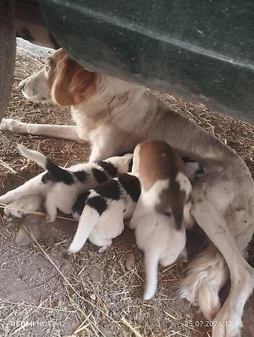 сони грей: Спаниель, 1 месяц, Самка — 4