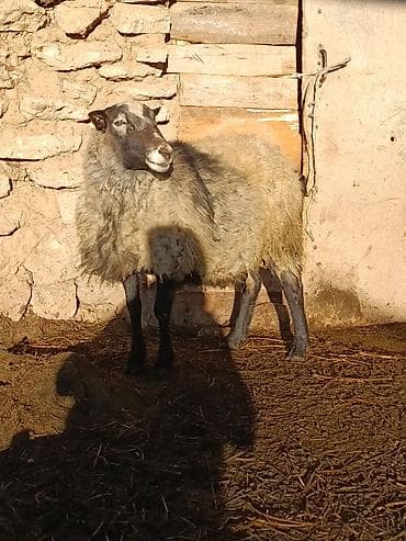 тазы собака: Сатам | Ургаачы кой (ургаачы) | Көбөйтүү үчүн | Ургаачы — 4