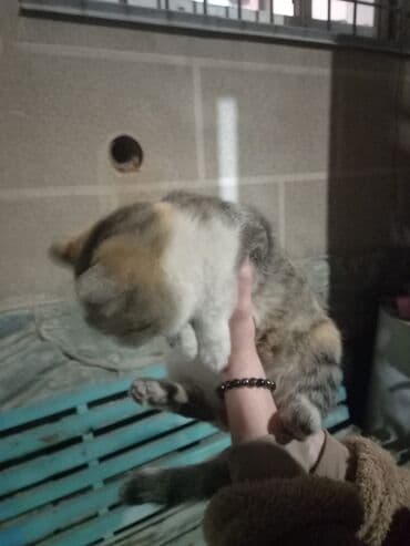 отдам котёнка в добрые руки: Беспородная, 5 месяцев, Девочка, Белый, Кастрирована, Приучена к лотку, Проглистована — 4