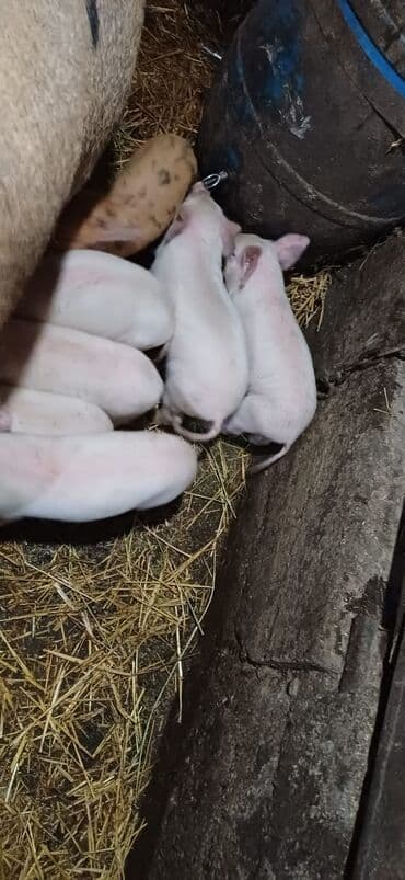 Собаки: Продаю | Поросенок | На забой — 3