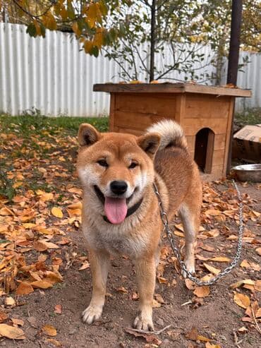 дом для собаки: Сиба-ину, 1 жаш, Эркек, Эмделген — 4
