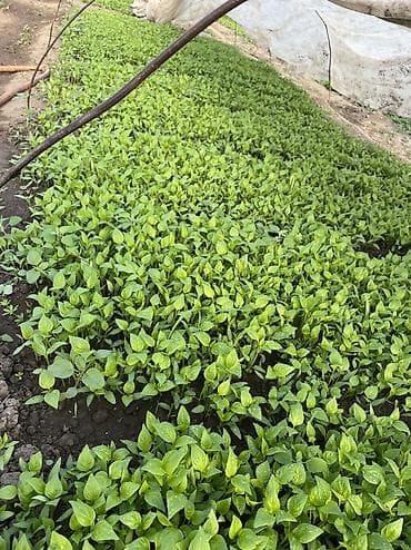 черный принц: Рассады перец помидоры баклажаны все виды #помидоры #рассады — 8