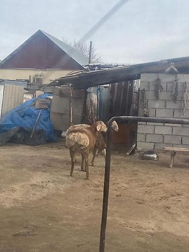 средноазиатска овчарка цена: Продаю | Баран (самец) | Арашан | Для разведения | Племенные — 3