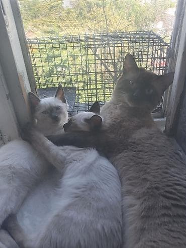 симс: Продаю котят сиамской породы не дорого.Два мальчика и одна — 4