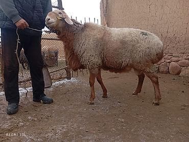 где продаются кошки: Продаю | Баран (самец) | Полукровка | Для разведения — 7