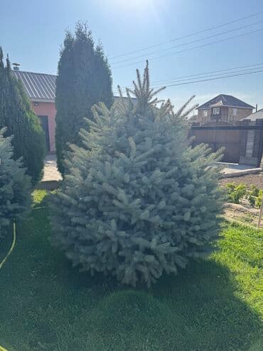 куплю рассаду клубники: Продаю!!!! Продаю голубые ели от 1.20см до 2.80см. Оптом дешевле) — 8