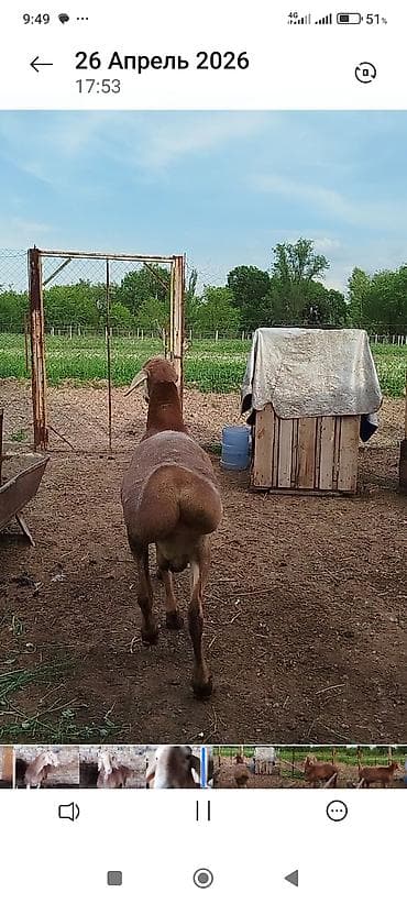 немецкая собака: Продаю | Баран (самец) | Арашан | Для разведения | Матка — 3