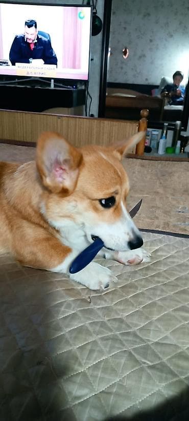 Вязка: Корги, Самец, 1 год, С прививкой