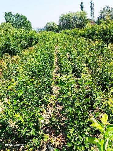 Инструменты: Саженцы яблони (молодые деревья) - Развитый питомник: ровные ряды — 1