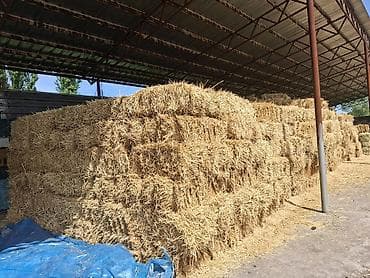 жаны уйлор: Пшеничная в перемешку с ячменнной, солома в тюках. Самовывоз — 1