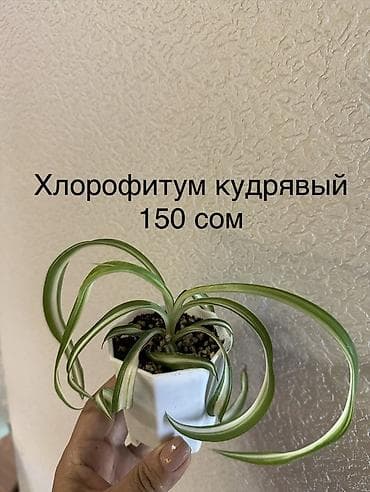 Комнатные растения: Укоренённые черенки от 150 до 350 сомов — 9