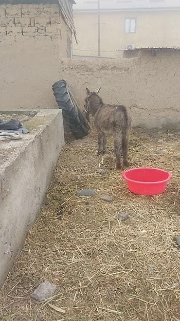 сколько стоит кролик домашний: Осёл (рабочий/хозяйственный) - Порода: местный осёл, компактного — 2