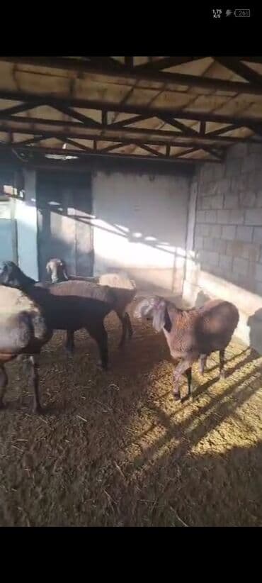 наполнитель для животных: Продаю | Ягненок, Баран (самец) | Арашан | На забой, Для разведения, Для шерсти | Племенные, Осеменитель — 4