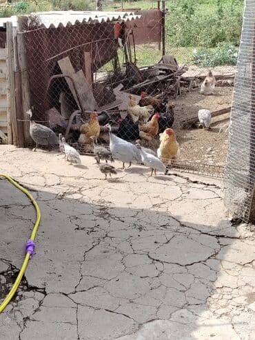 декоративные кролик: Цысарки 5штук — 5