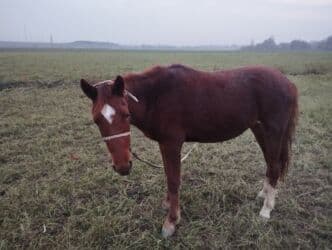 объявления о найденных собаках: Продаю | Конь (самец) | На забой — 1