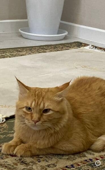 Пропала : Мейн-кун, Мальчик, Рыжий at lalafo.kg Пропала : Мейн-кун, Мальчик, Рыжий