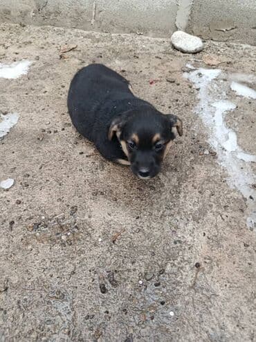 карманные собаки: Щенок метис, короткошёрстный, компактного телосложения. Окрас — 3