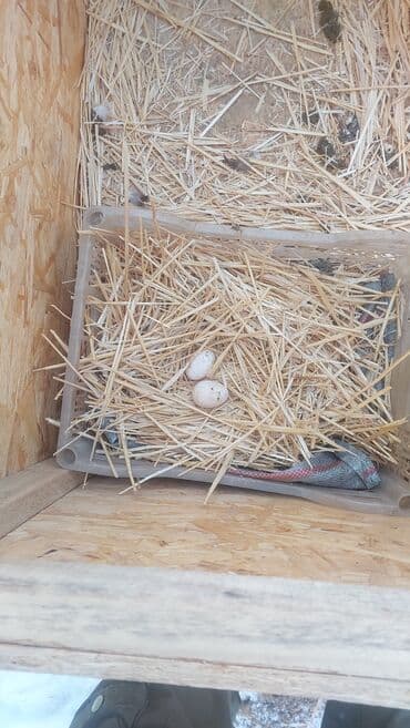 птиц: Карлики японские бентамки для разведения, красивые и здоровые! на — 1